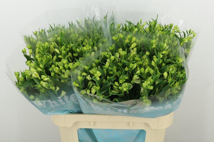 <h4>Alstr Fl White Pearls</h4>