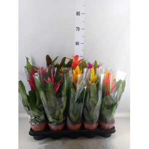 Bromelia   ...mix