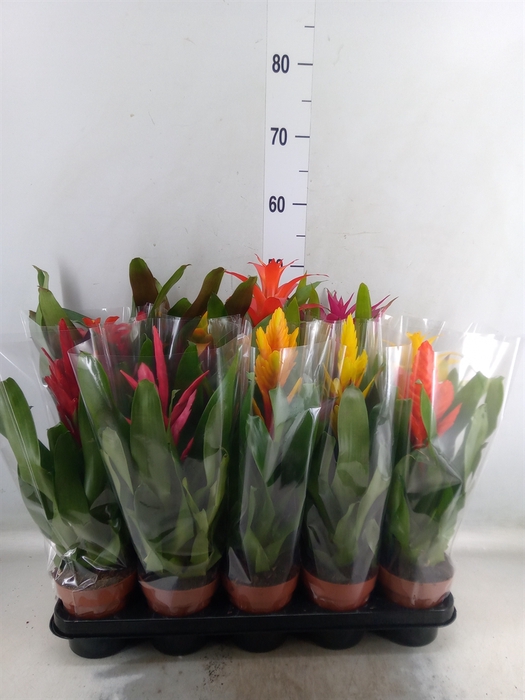 <h4>Bromelia   ...mix</h4>