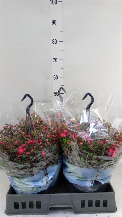 <h4>Fuchsia  'Bella Fuchsia Maria'</h4>