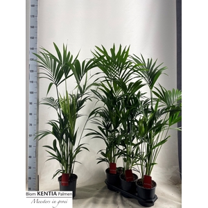 HOWEA FORSTERIANA