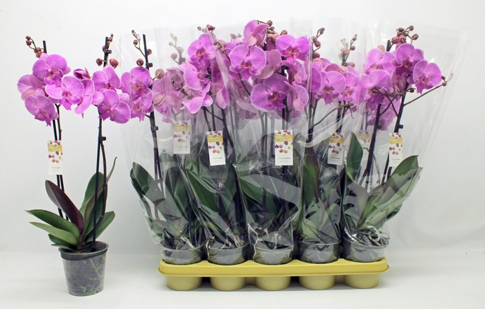 <h4>PHAL OV PAARS</h4>