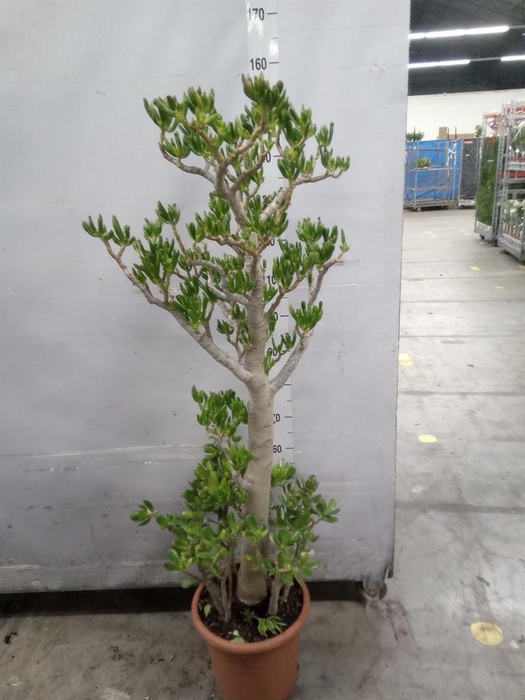 <h4>Crassula ovata 'Hobbit'</h4>