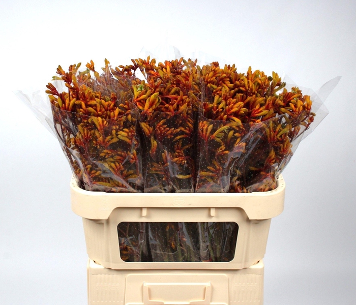 <h4>ANIGOZ GOLD FEVER</h4>