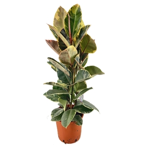 Ficus tineke