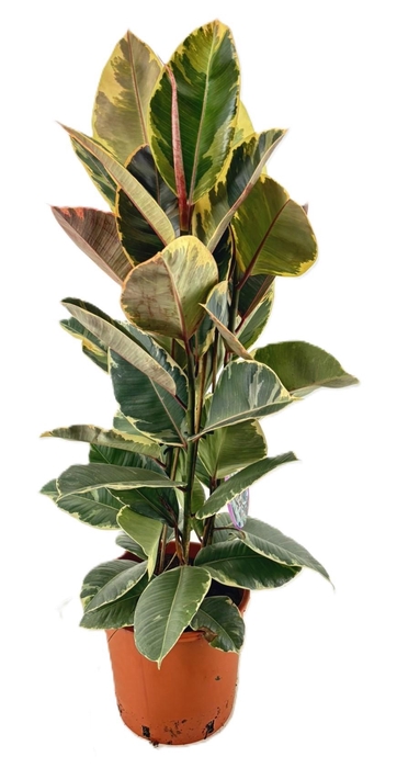 <h4>Ficus tineke</h4>