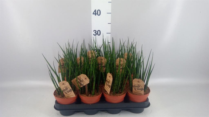 <h4>Sansevieria 'Fernwood'</h4>
