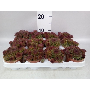 Sempervivum   ...