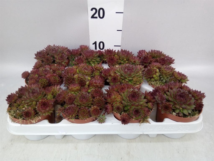 <h4>Sempervivum   ...</h4>