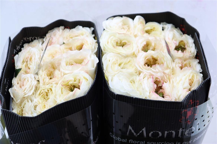 <h4>R Gr Garden Vicky</h4>