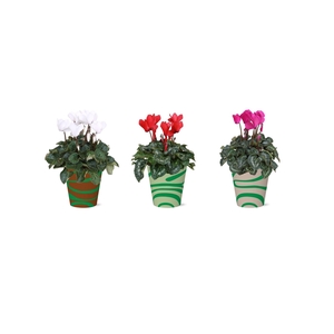 Collectie 'Natural Bubble' - Cyclamen in Mees Smartcup