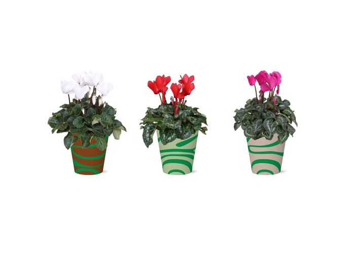 <h4>Collectie 'Natural Bubble' - Cyclamen in Mees Smartcup</h4>