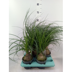 Beaucarnea recurvata