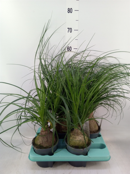 <h4>Beaucarnea recurvata</h4>