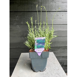 Lavandula angustifolia 'Hidcote' P17
