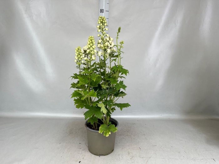 <h4>Delphinium   ...</h4>