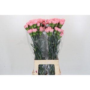 Dianthus St Verona
