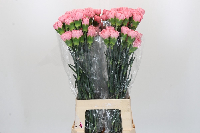 <h4>Dianthus St Verona</h4>