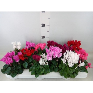 Cyclamen KL 'Verano'