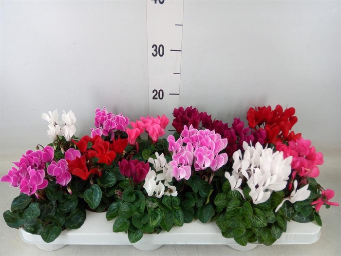 <h4>Cyclamen KL 'Verano'</h4>