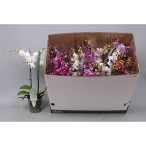 Phal Mf Gem 8 Kl 2 Branches 30+zwaar Vertakt