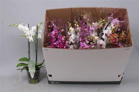 <h4>Phal Mf Gem 8 Kl 2 Branches 30+zwaar Vertakt</h4>