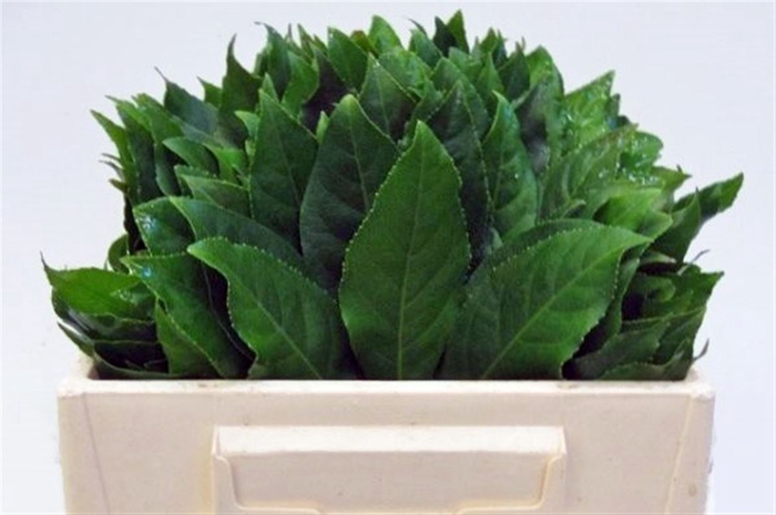 <h4>Aralia Ill</h4>