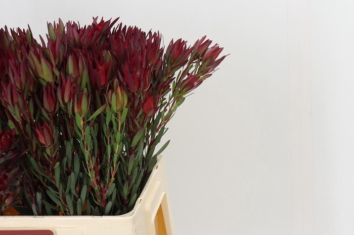 <h4>LEUCADENDRON SALIGNUM 'BLUSH'</h4>