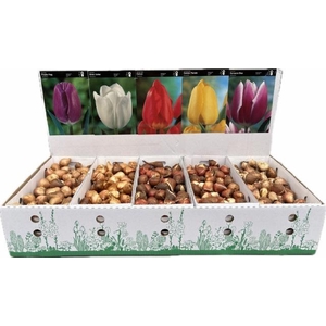 BLOEMBOL TULIPA