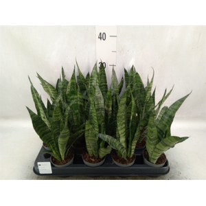 Sansevieria trifa. 'Black Coral'