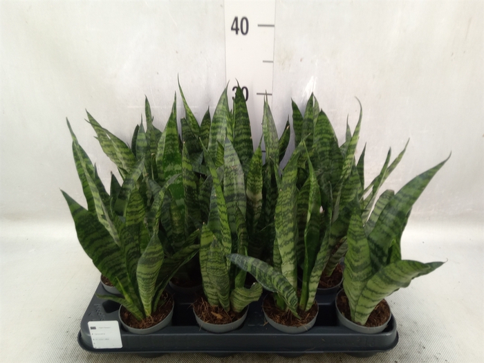 Sansevieria trifa. 'Black Coral'