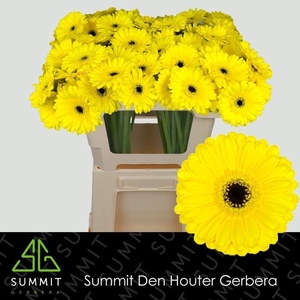 GERBERA MI 'LEMON LIME'