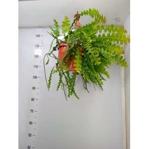 Epiphyllum anguliger