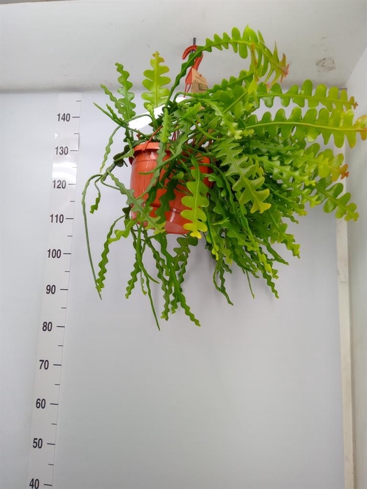 <h4>Epiphyllum anguliger</h4>