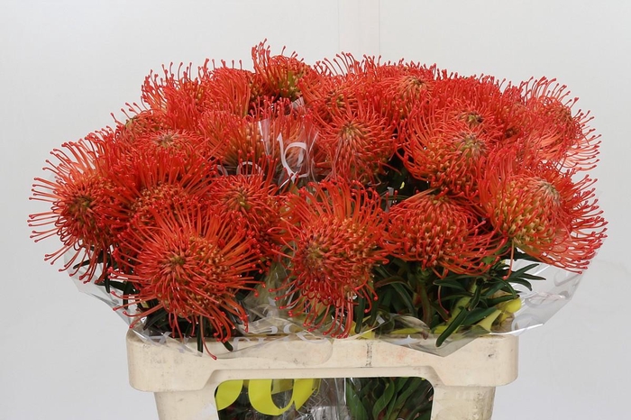 <h4>Nutans Succession</h4>