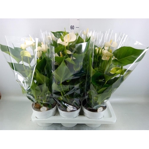 Anthurium andr. 'White Champion'