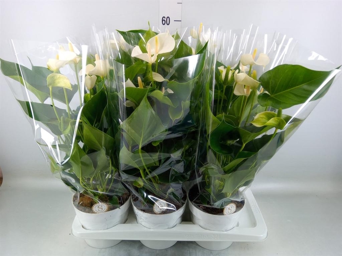 <h4>Anthurium andr. 'White Champion'</h4>