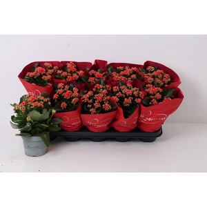 KALAN CALAN PERFECTA RED P12