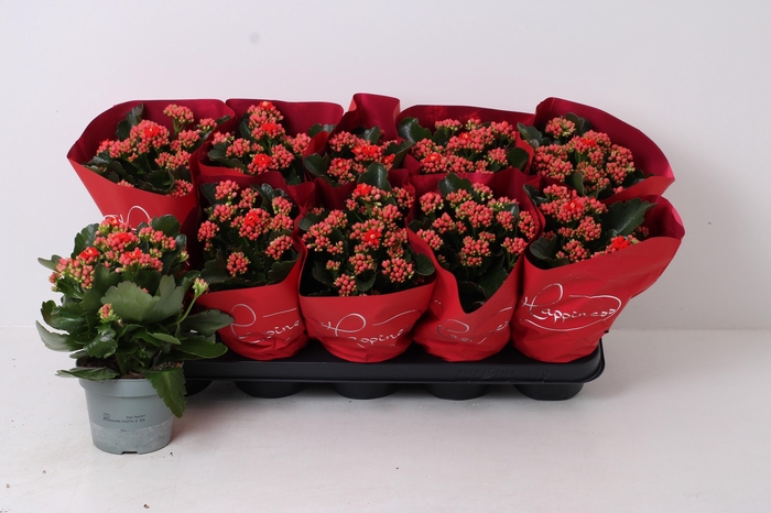 <h4>KALAN CALAN PERFECTA RED P12</h4>