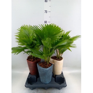 Livistona rotundifolia