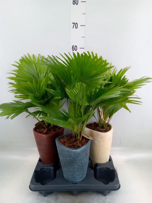 <h4>Livistona rotundifolia</h4>