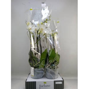 Phalaenopsis ...white