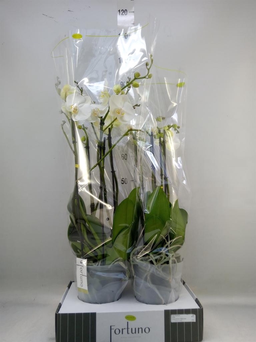 <h4>Phalaenopsis ...white</h4>
