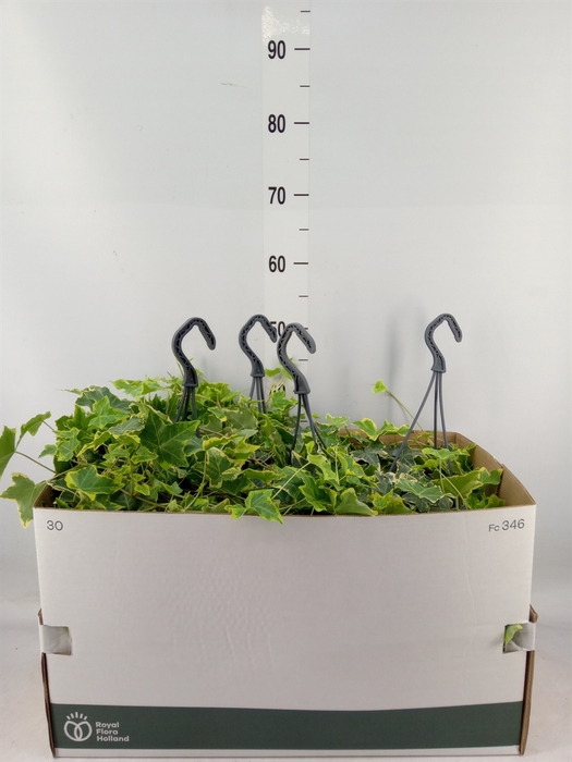 <h4>Hedera helix 'Goldchild'</h4>