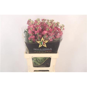 Matth Iron * Premium* Vintage Brown