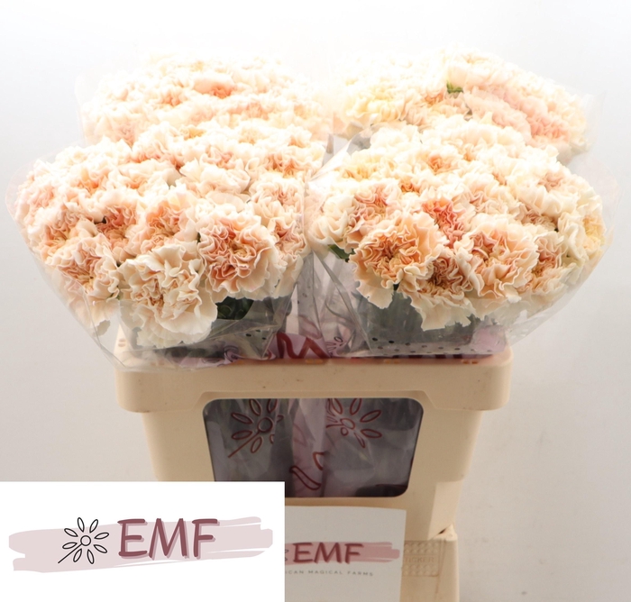 <h4>DI ST PEACH TEA+</h4>