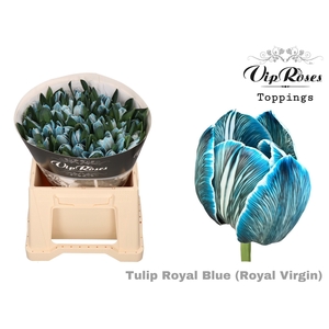 Tu En Rv Royal Blue