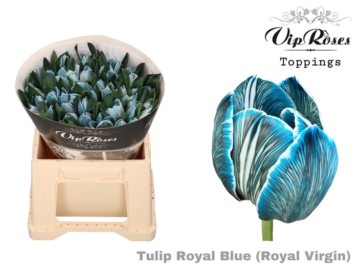 <h4>Tu En Rv Royal Blue</h4>