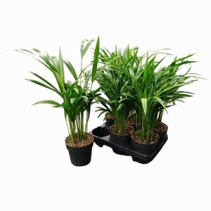 Dypsis lutescens   ...Chrysalidoca