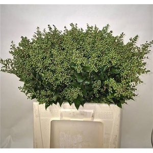 Ligustrum Ov Libelle Green